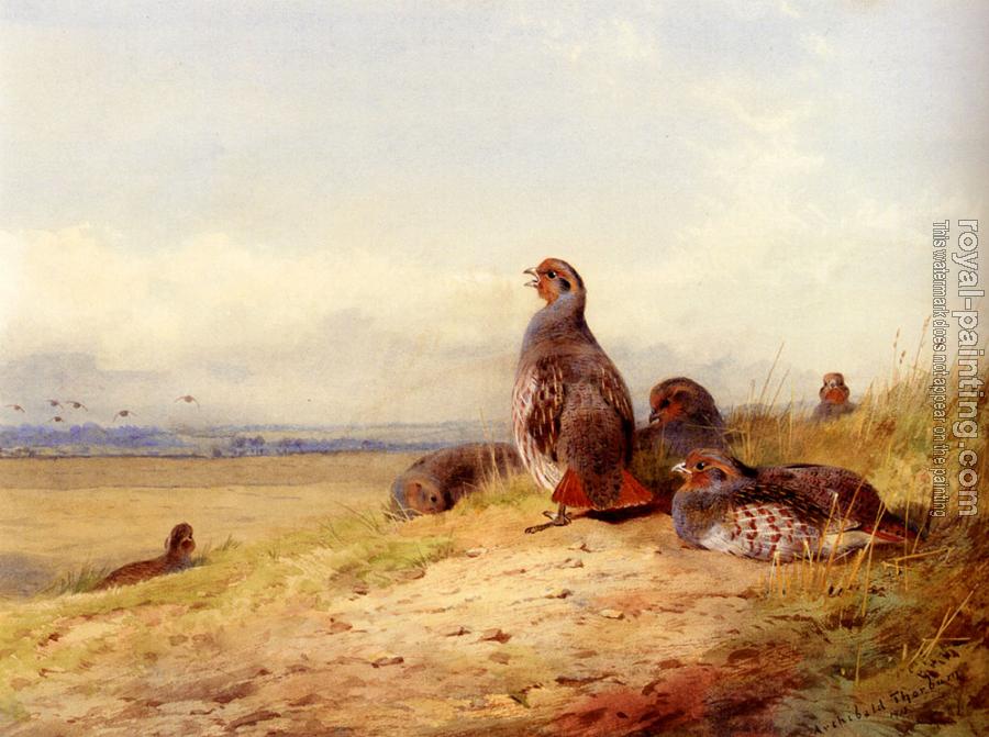 Archibald Thorburn : Red Partridges
